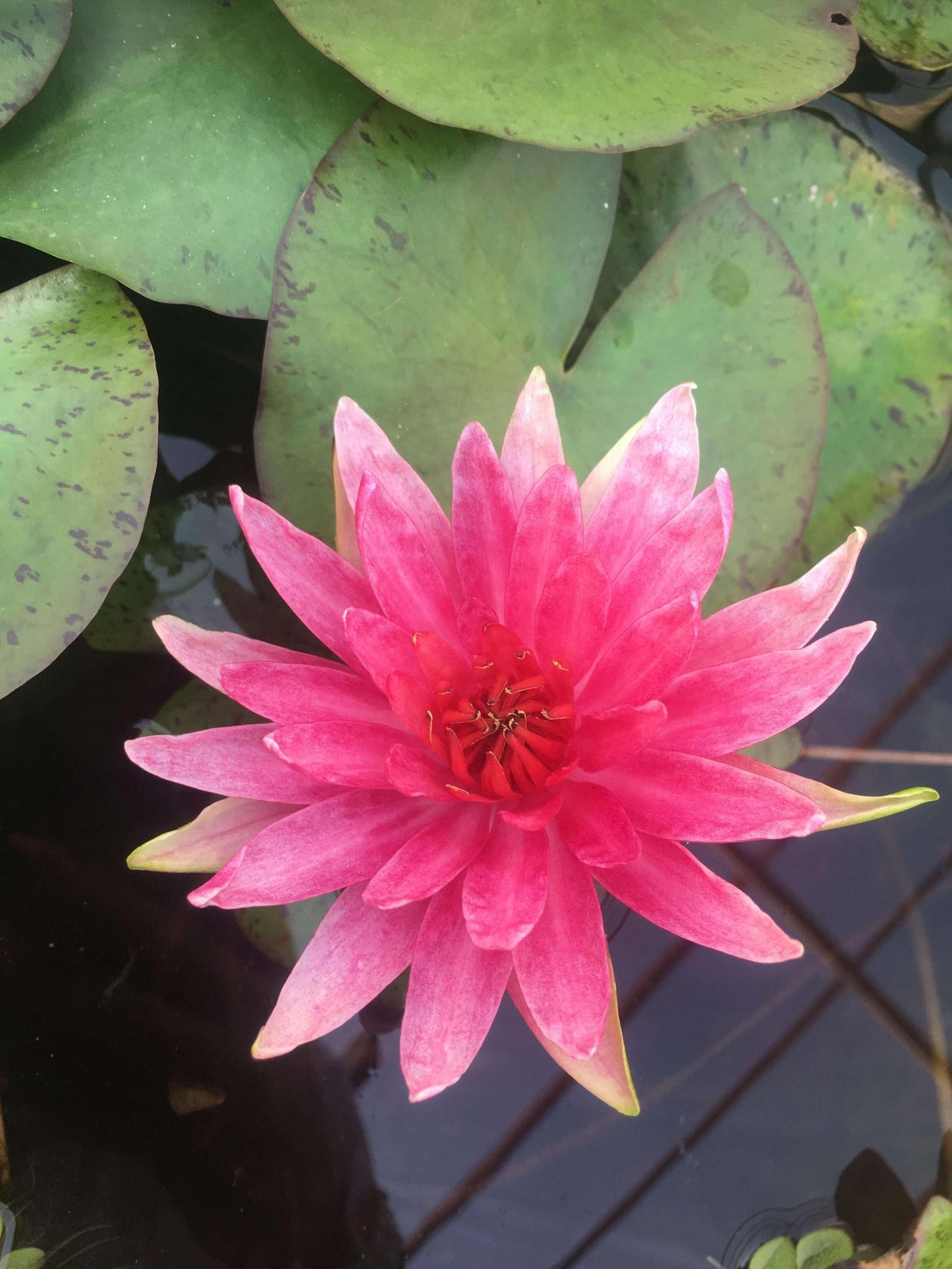 Red Spider water lily - pond plants - MW21
