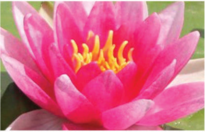 Rene Gerard water lily - pond plants - LW21