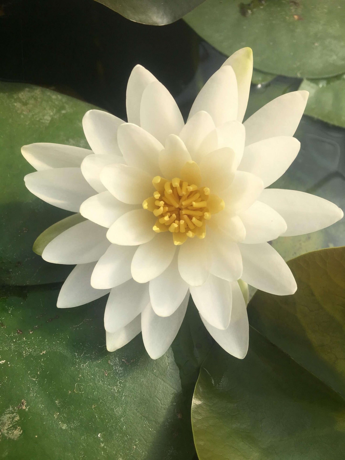 Rosanna water lily - pond plants - MW23