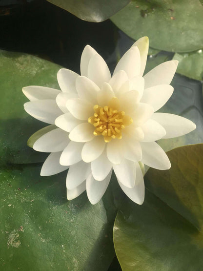 Rosanna water lily - pond plants - MW23