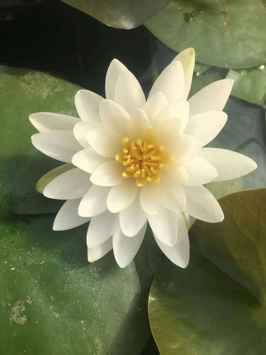 Rosanna water lily - pond plants - MW23
