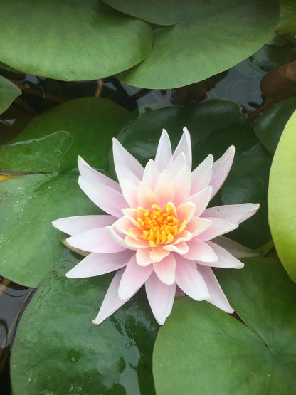 Rose Arey water lily - pond plants - SW09