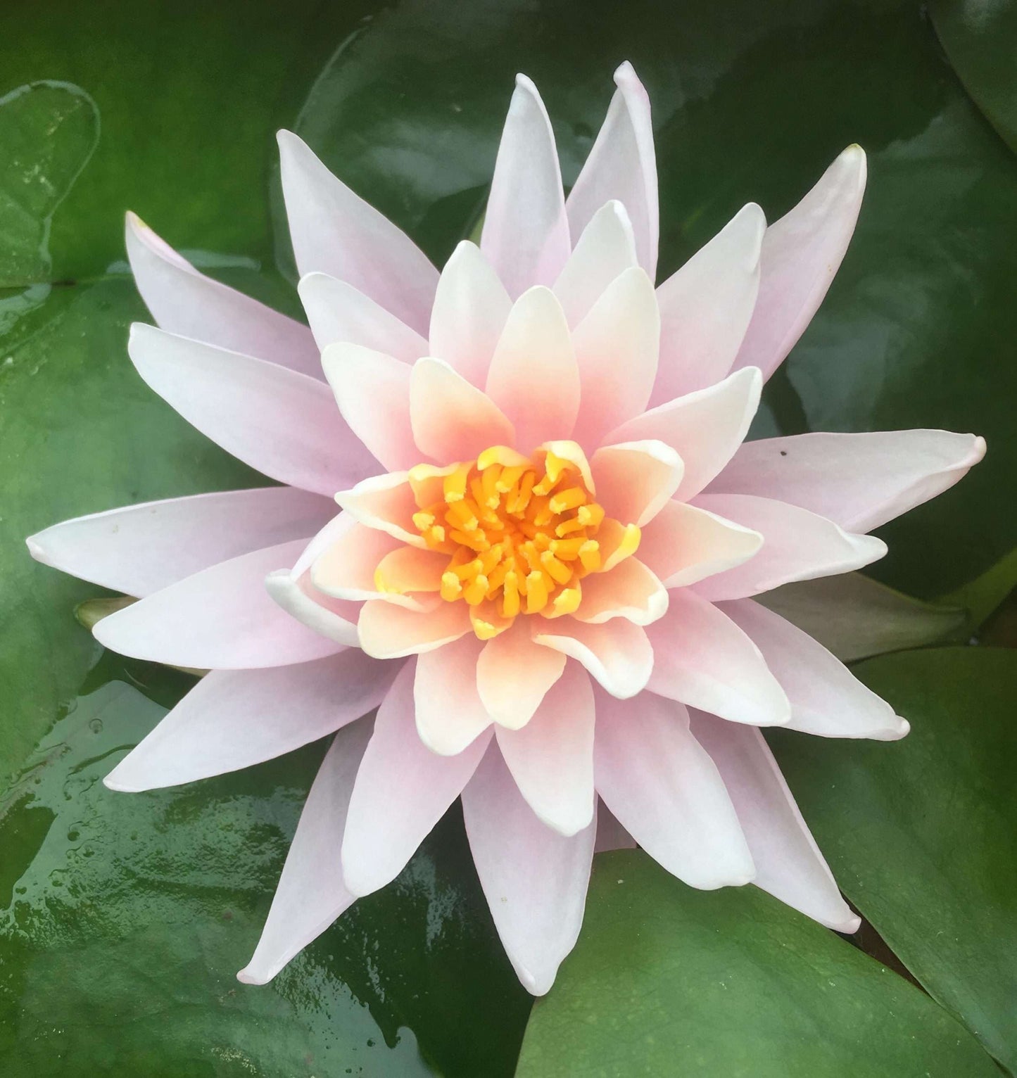 Rose Arey water lily - pond plants - SW09