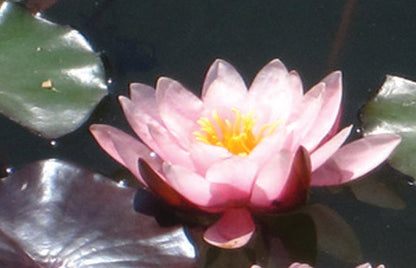 Rose Nymph water lily - pond plants - LW22