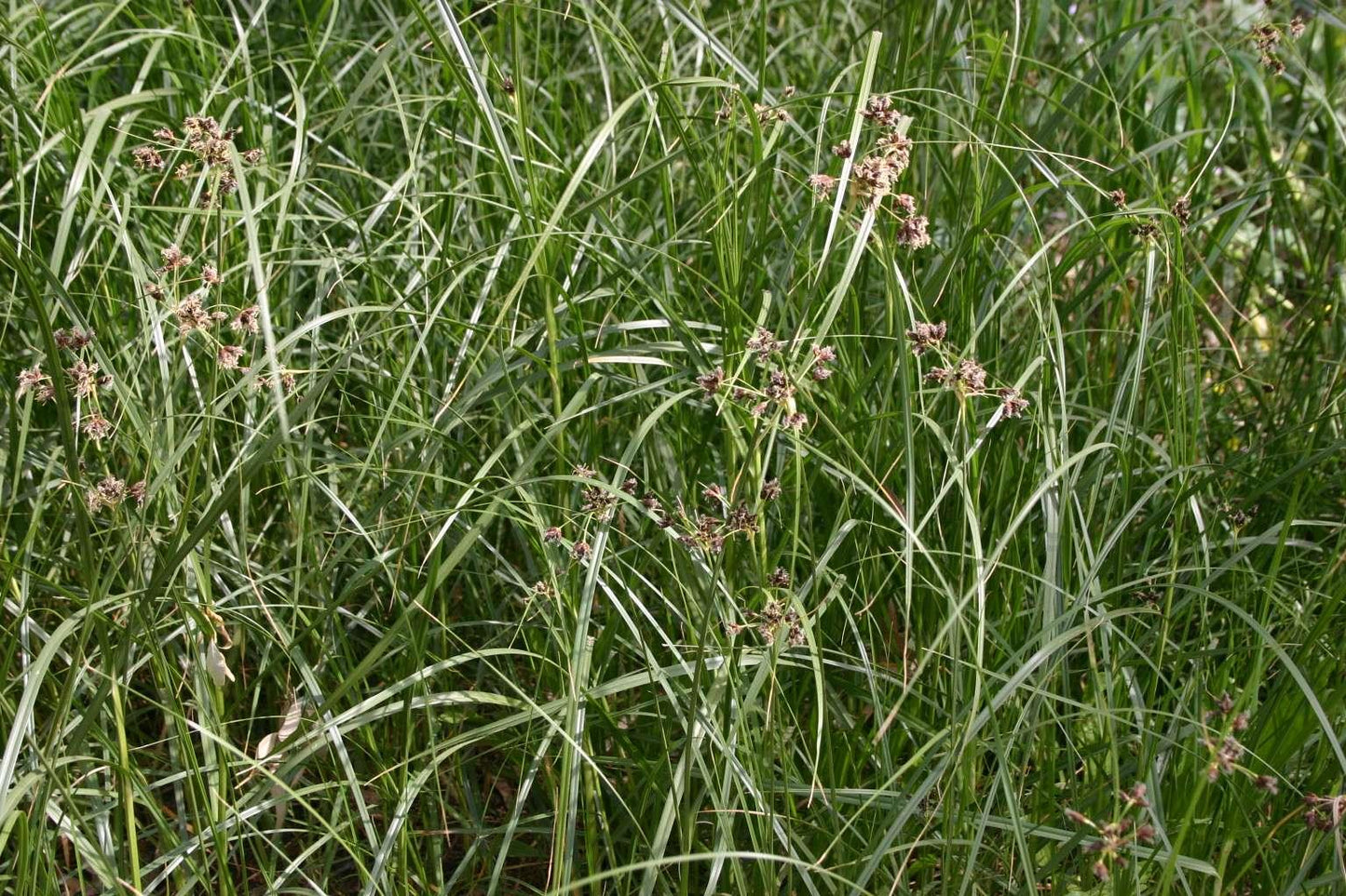 Juncus maritimus (Sea rush) - Marginal Pond Plants - MP067A