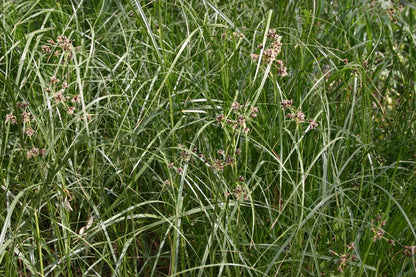 Juncus maritimus (Sea rush) - Marginal Pond Plants - MP067A