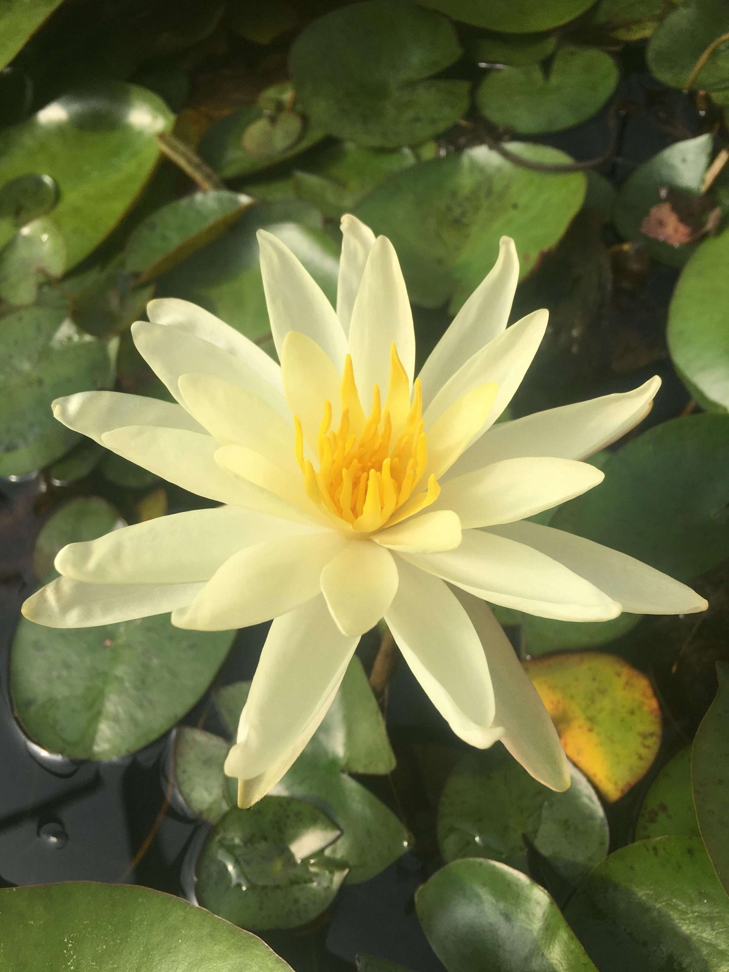 Sioux water lily - pond plants - SW10