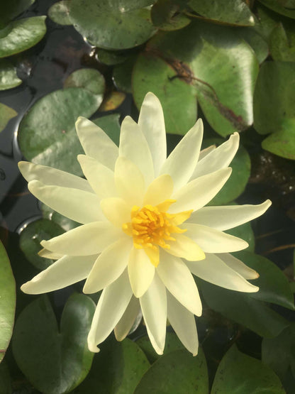 Sioux water lily - pond plants - SW10