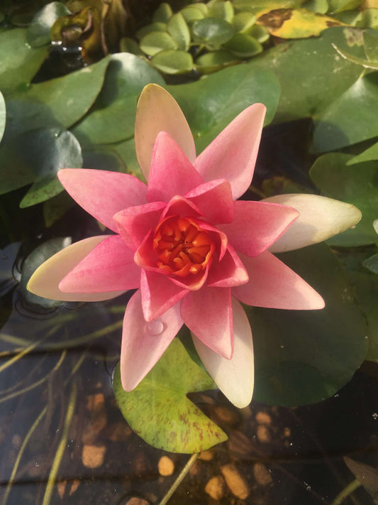 Solfatare water lily - pond plants - MW24