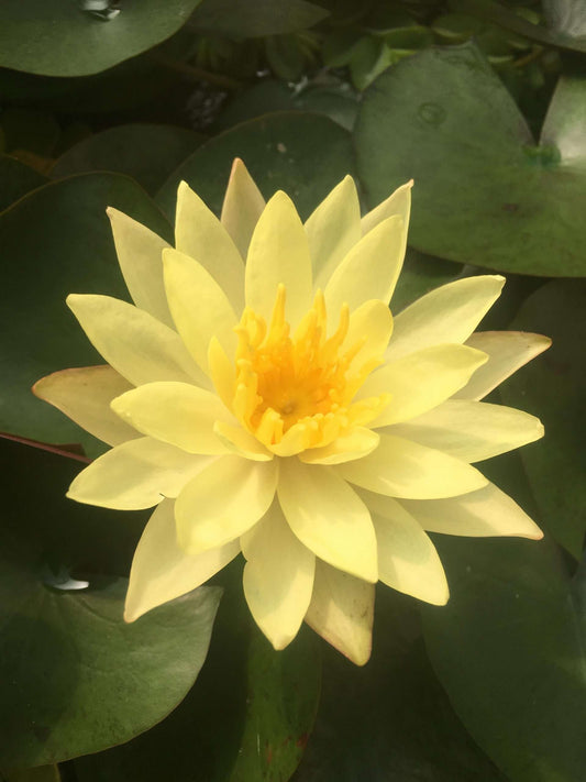 Sulphurea water lily - pond plants - MW25
