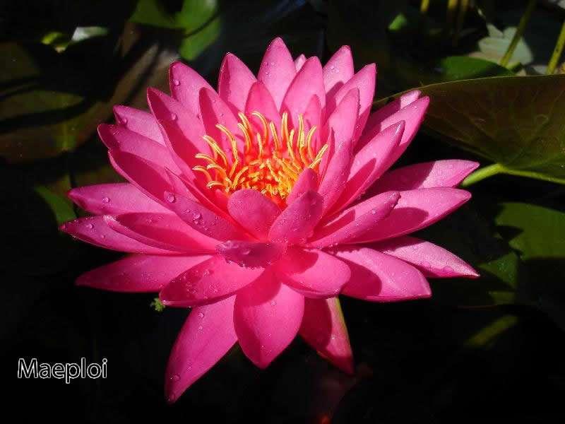 Maeploi (Night Bloom) water lily - pond plants water lilies aquatic plants - tropical Lilly