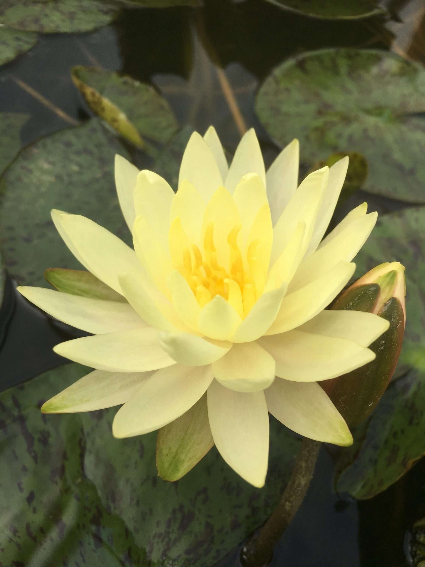 Texas Dawn water lily - pond plants - MW26
