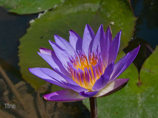 Tina water lily - pond plants water lilies aquatic plants - tropical Lilly