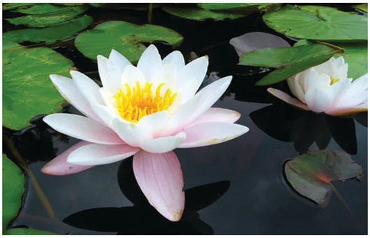 Venusta water lily - pond plants - MW27