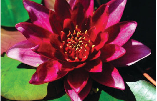 Vesuve water lily - pond plants - LW25