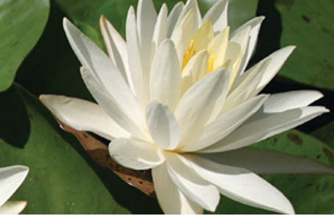 Virgania water lily - pond plants - LW26
