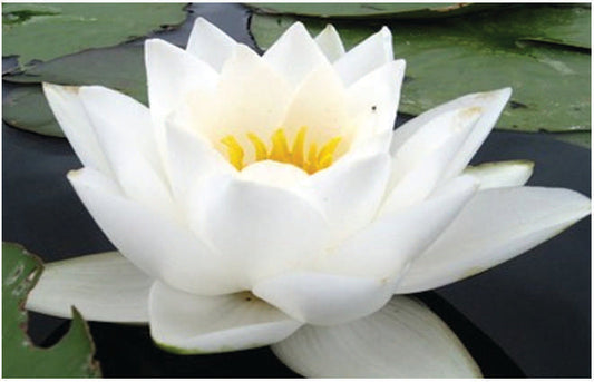 Virganilis water lily - pond plants - MW28