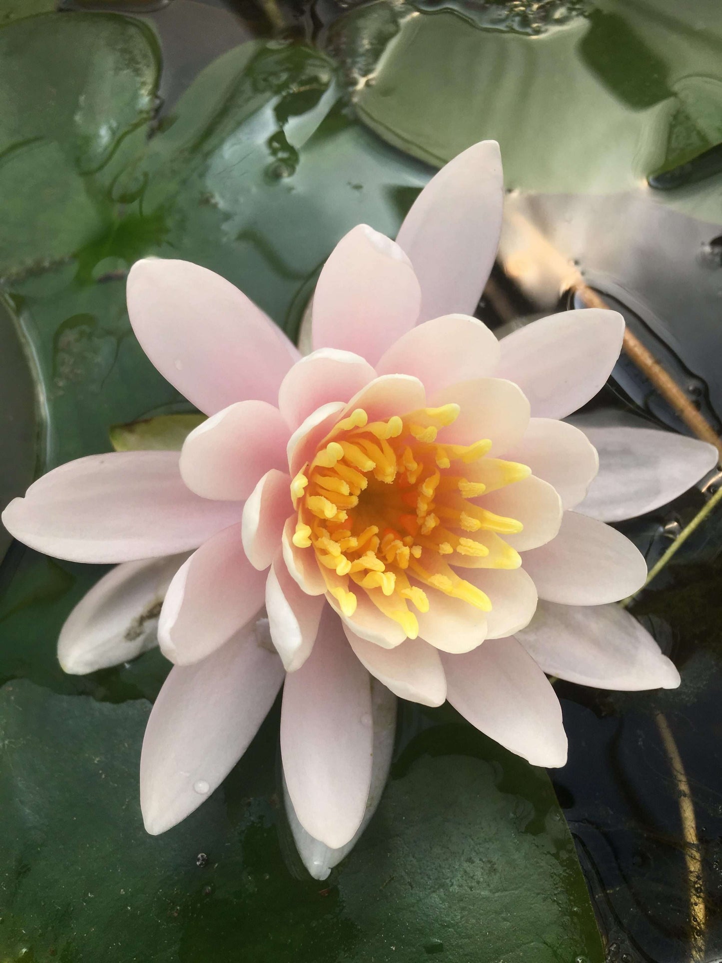 WB Shaw water lily - pond plants - MW29