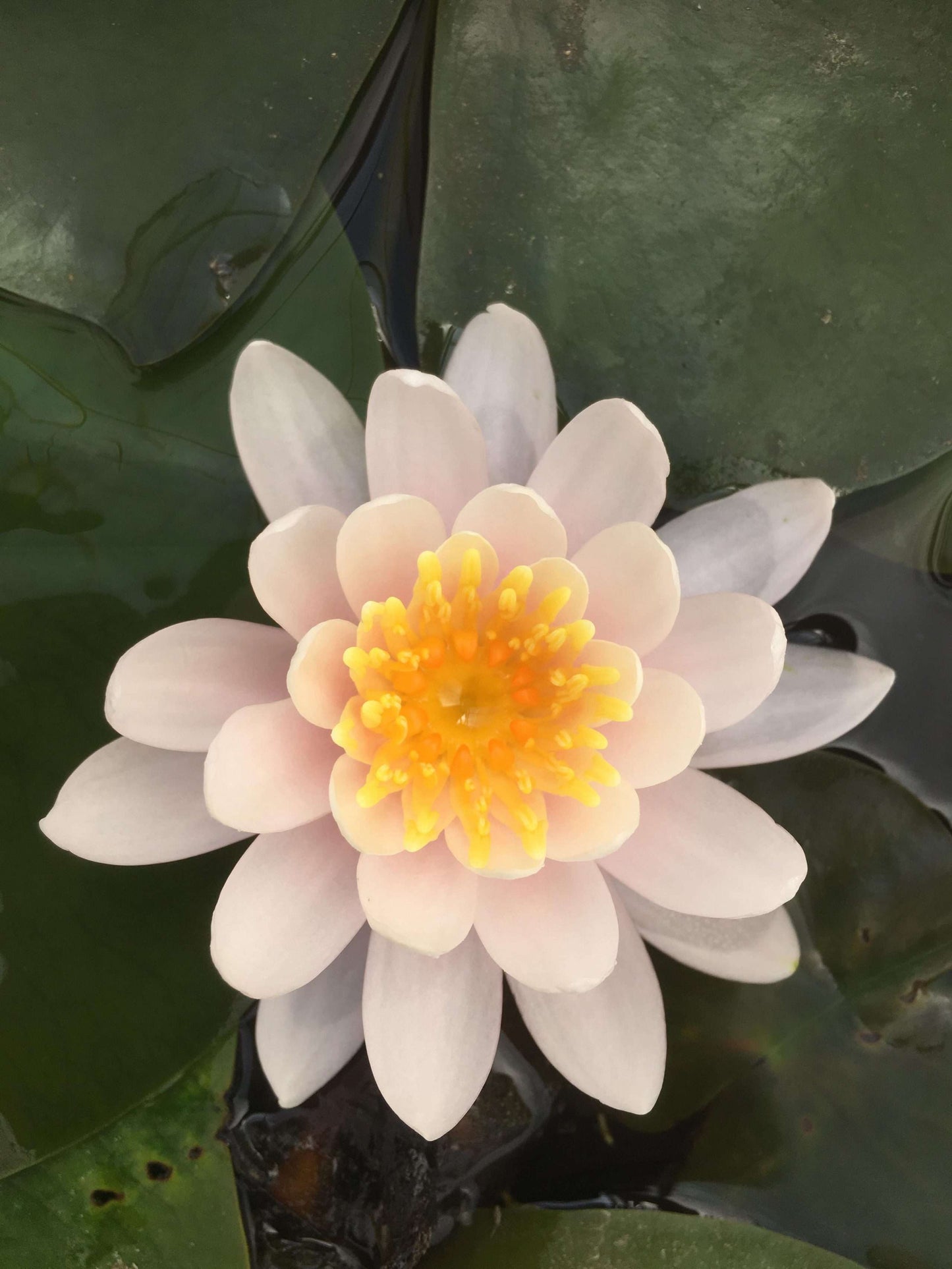 WB Shaw water lily - pond plants - MW29