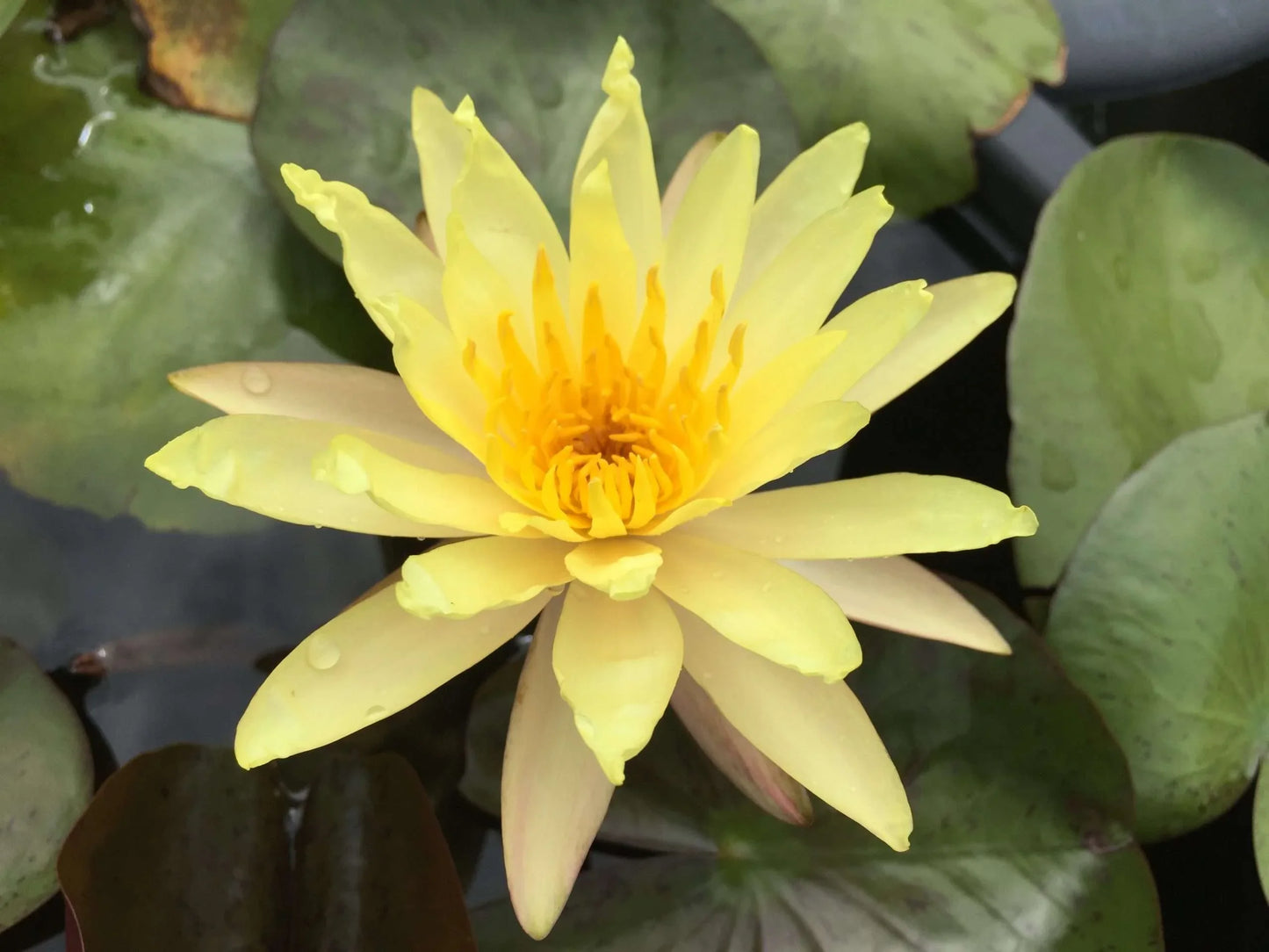 Yellow Bangpra water lily - pond plants - LW28