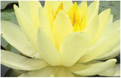Yellow Sensation water lily - pond plants - MW30