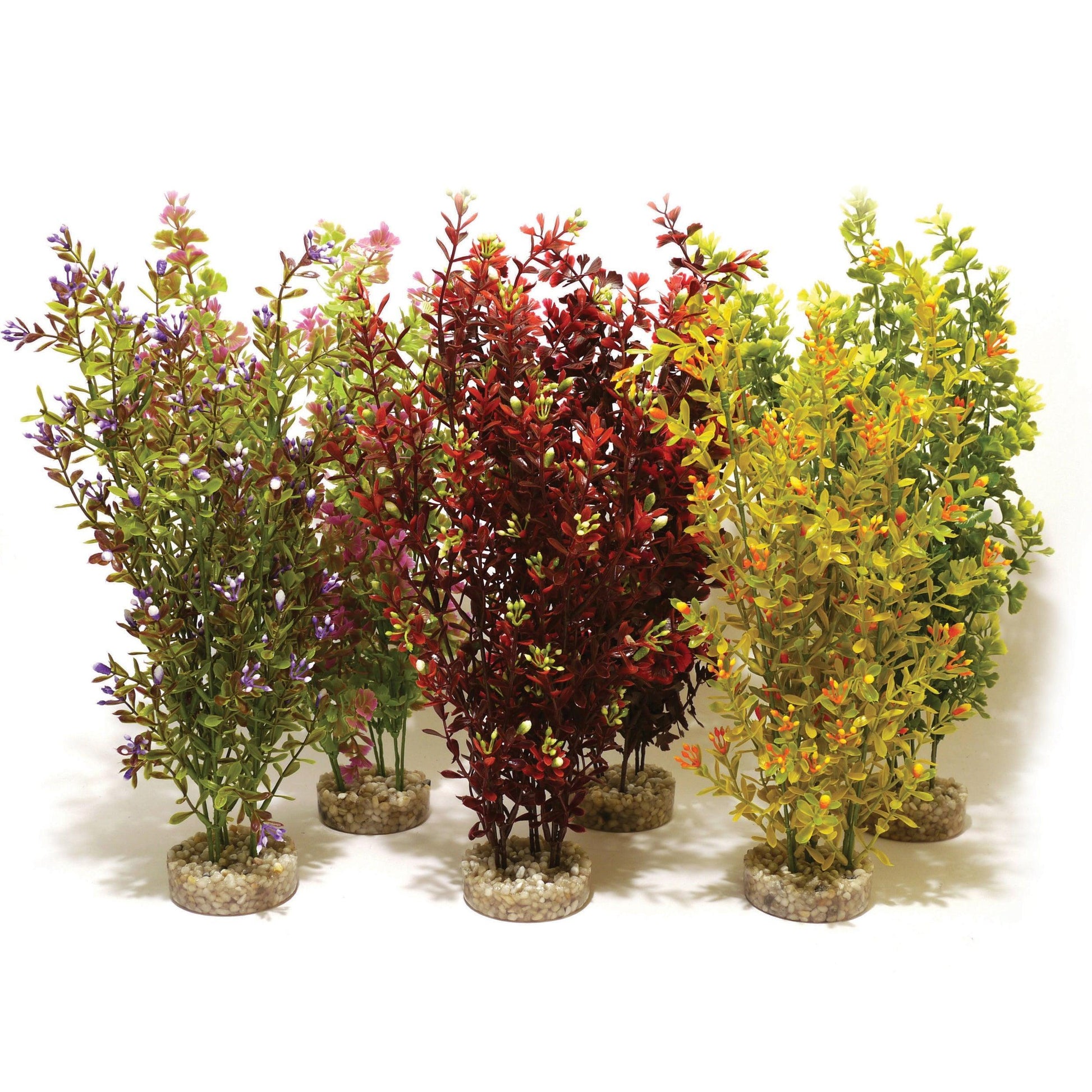 Rosewood Cocktail Plant Maxi x6 - North East Pet Shop Rosewood