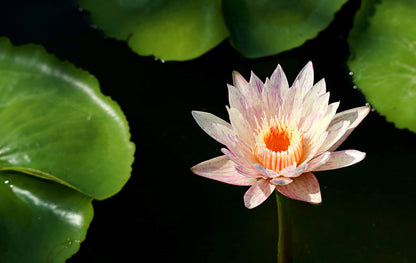 Paranee (New) water lily - pond plants - MW32