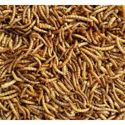 Supa Dried Mealworms - North East Pet Shop Supa