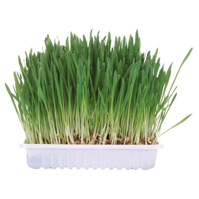 Trixie Small Animal Grass - North East Pet Shop Trixie