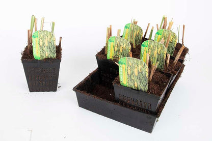 Premium Pond Starter Packs - Pond topup Packs - Oxygenating - Compost and Pots