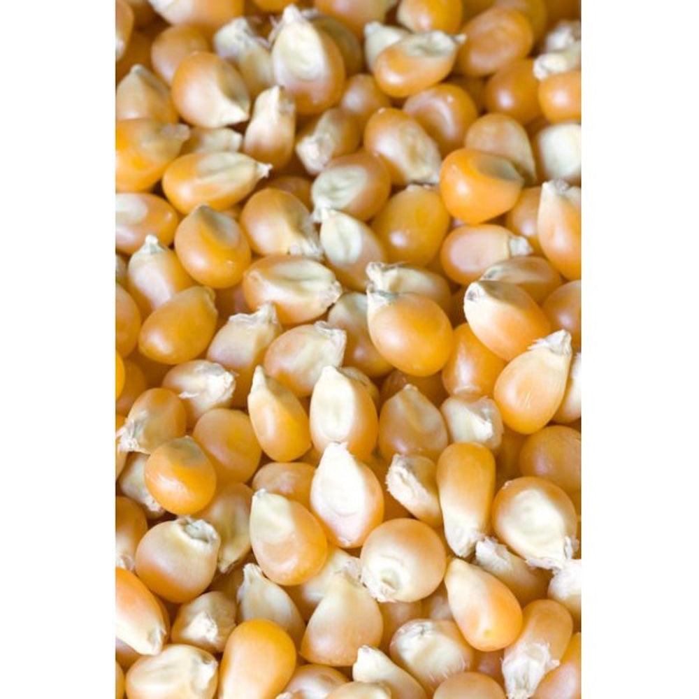 Whole Maize 25kg - Masham Micronized Feeds - North East Pet Shop Maize