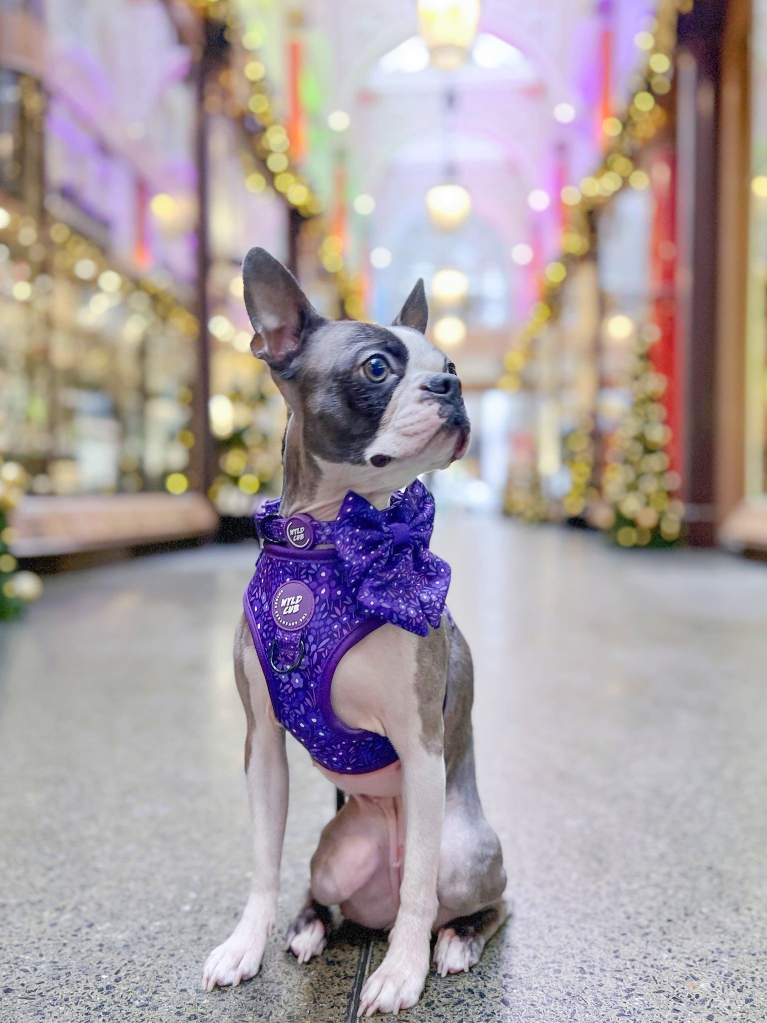 Wyld Cub - Adjustable Dog Collar: Notting Hill Blackberry - North East Pet Shop Wyld Cub